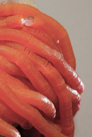 Crystal Coral Orange French Cuvettes 5mm