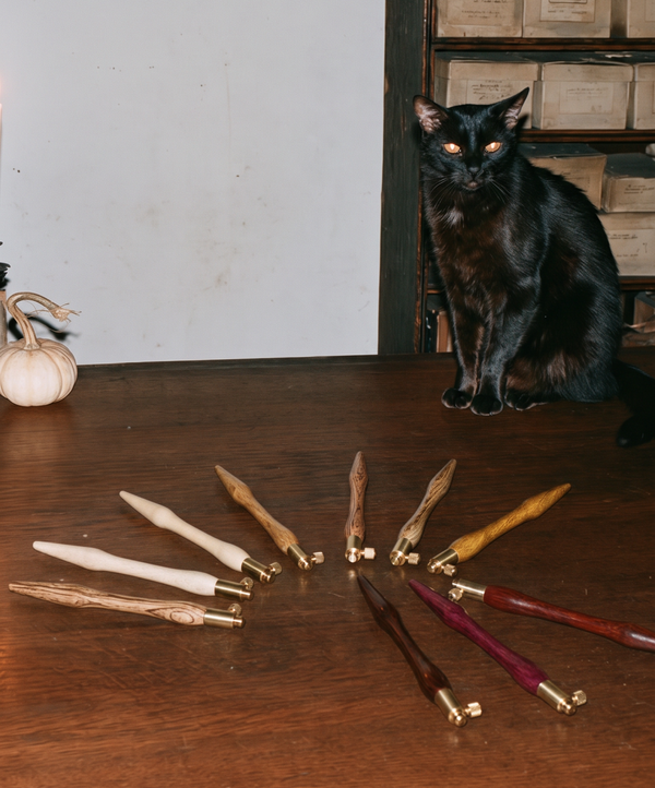 The studio cat